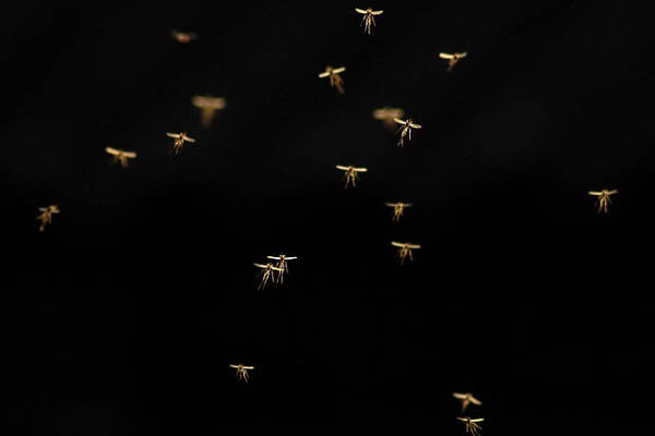 Pokret komaraca Pančevo