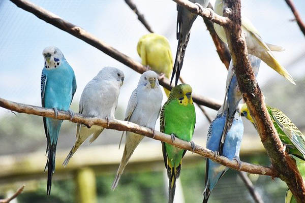 PANČEVO: Ako želite da držite golubove, ukrasne i egzotične životinje pročitajte koja su pravila