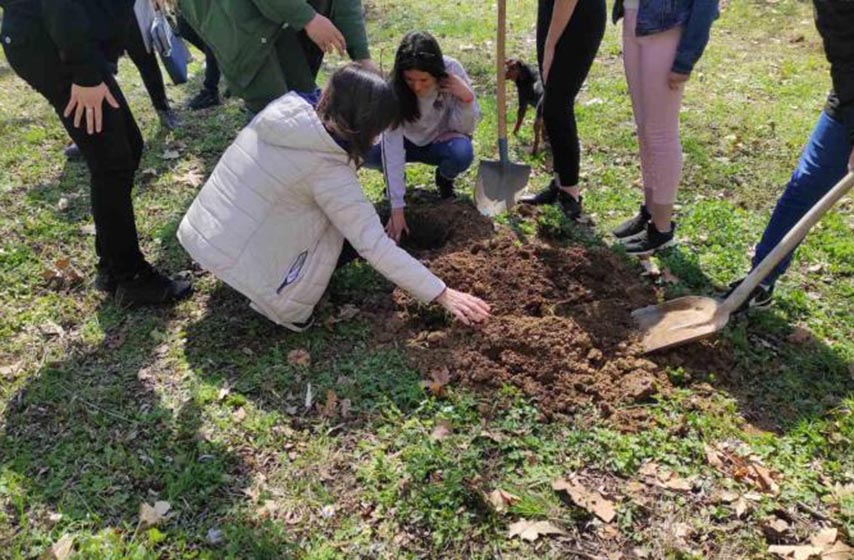 posadi svoj hlad, sadnice belog jasena, zelena pijaca pancevo