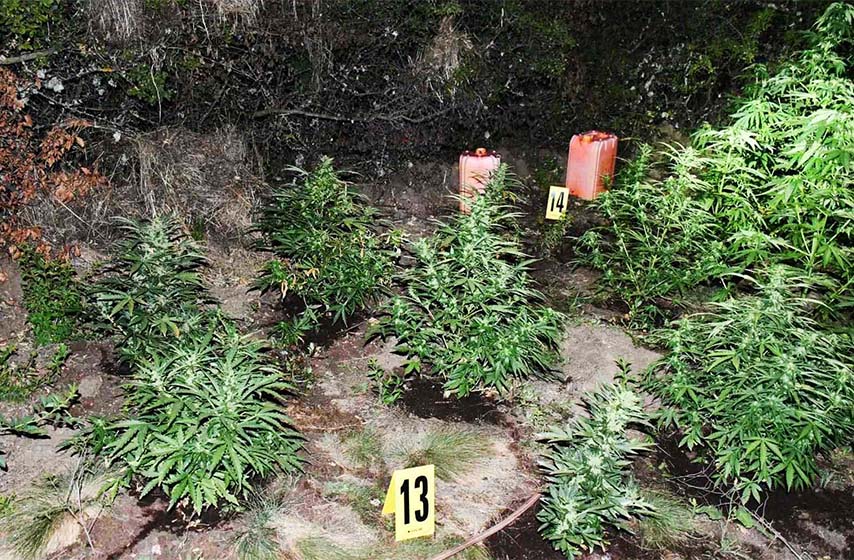 hapsenje, policija, zalivanje marihuane, zalivanje, marihuana