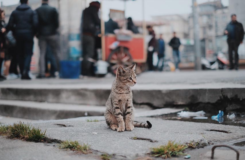 radno vreme veterinara, radno vreme pet sopa