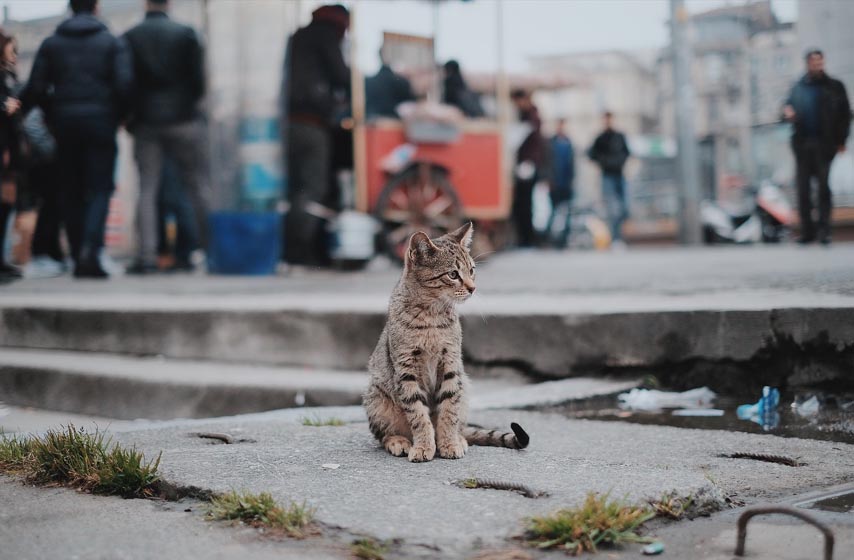 radno vreme veterinara, radno vreme pet sopa