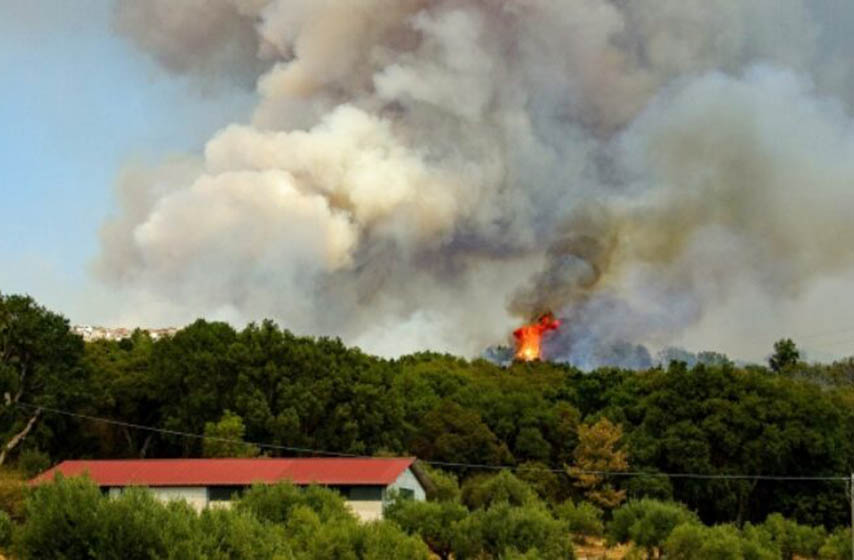 suma, kraljevo, pozar