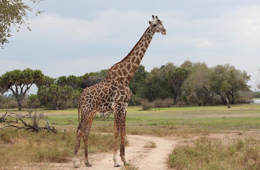 žirafa pase travu