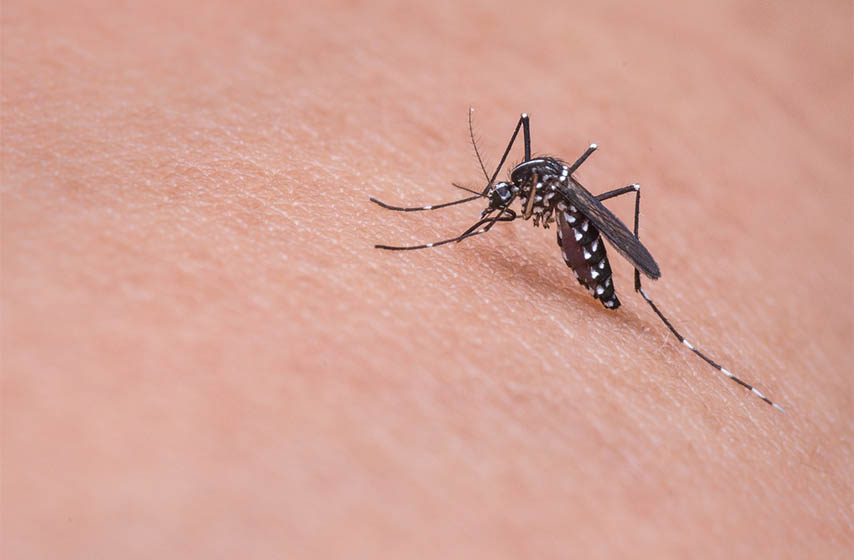 Komarci, kako se otarasiti komaraca