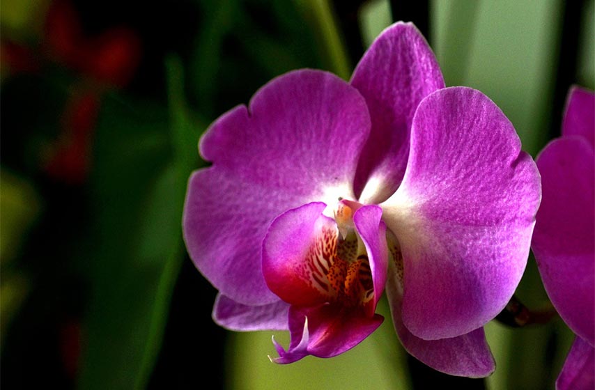 orhideje, gde drzati orhideje, kako se gaje orhideje