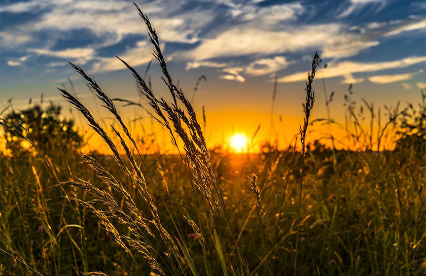 zetva psenice, zetva psenice pancevo