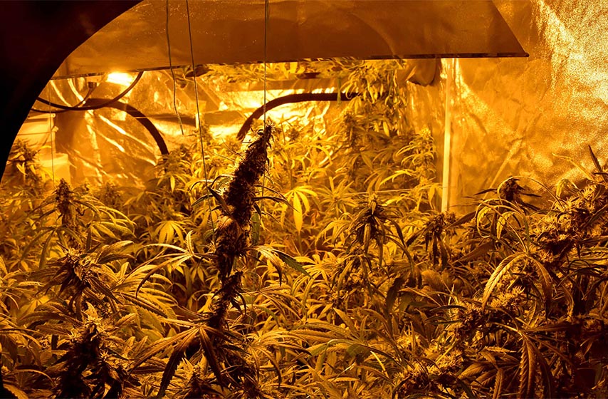 laboratorija, marihuana, laboratorija za uzgoj marihuane