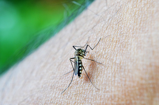komarci, kako oterati komarce