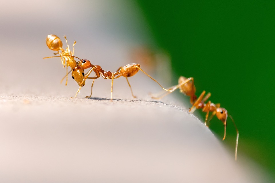 mravi, kako se resiti mrava