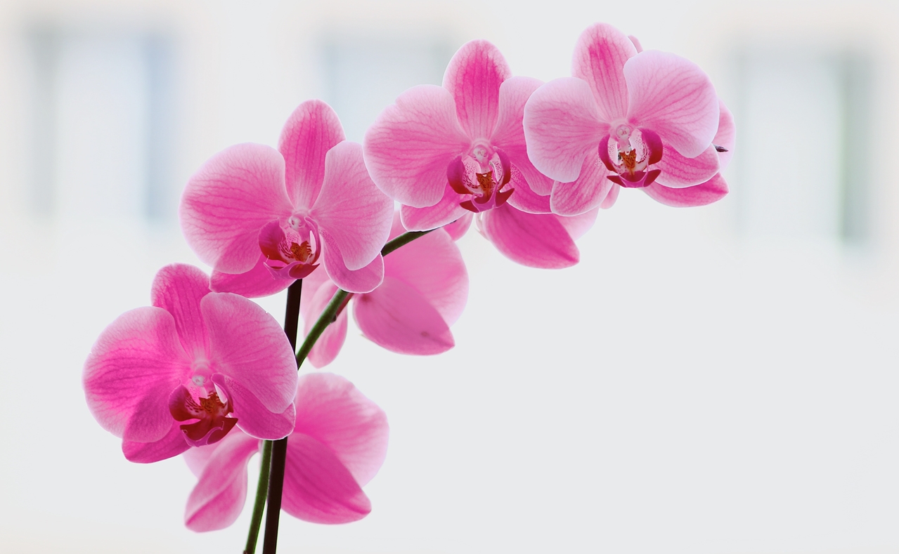 orhideje, komsiluk