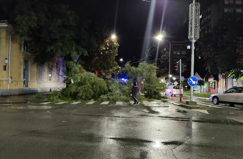 automobil, drvo palo na automobil, pancevo