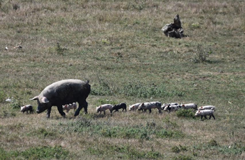 africka kuga svinja, poljoprivrednici, svinjokolj, srbija