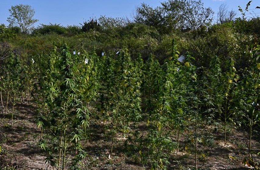 pu pancevo, hapsenje, droga, pancevo