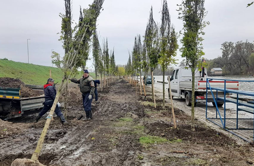 jkp zelenilo, sadnica, kej na tamisu, tamis, pancevo