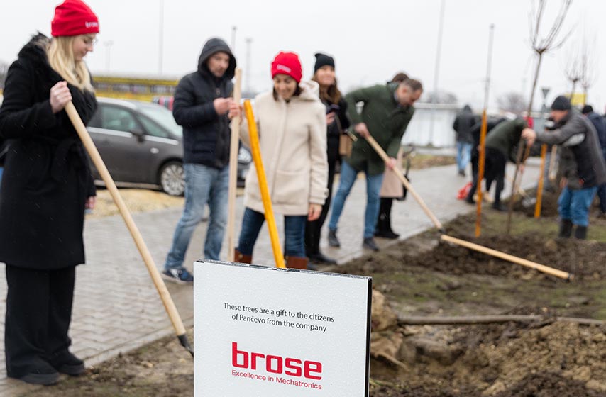 brose, sadnja stabala javora, pancevo