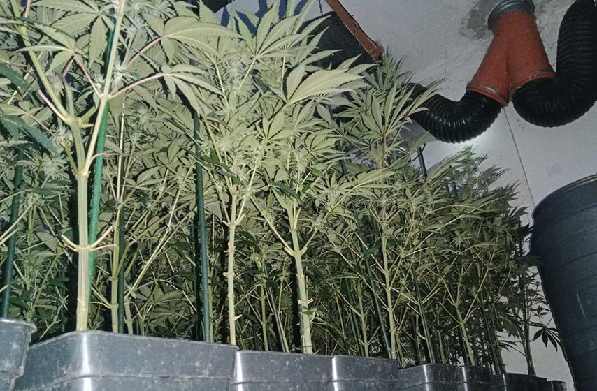 marihuana, plantaža, sarajevo