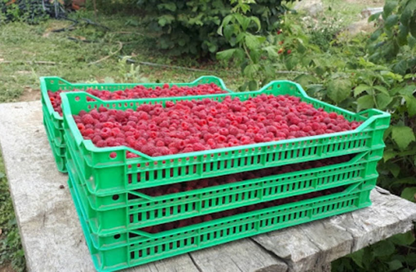 otkupljivaci malina, pregovori, vilamet, k-013