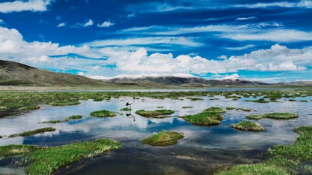 tibetska visoravan, sudija